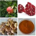 Punica Granatum PEFor Health Benifits