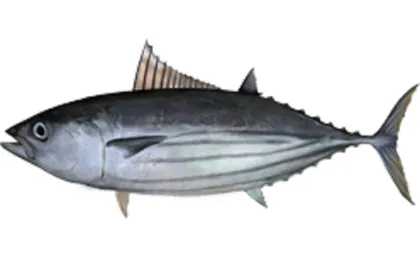 Frozen skip jack tuna wr