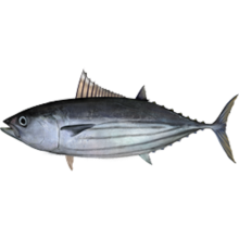 Zmrazený tuňák tuňák wr