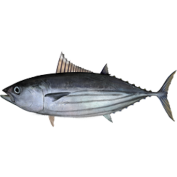 Zmrazený tuňák tuňák wr