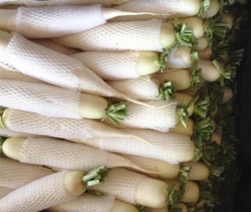 White Radish (2014 New Crop)