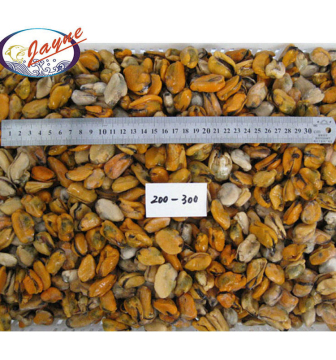 Import Export Frozen Shellfish Freshwater Supplier Cooked Wholesale Green Prices Mussel Meat
