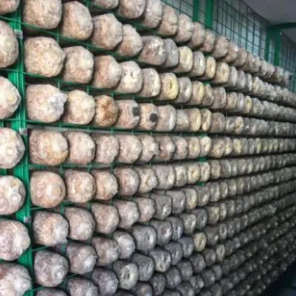 Agricultural Greenhouses Mushroom Plastic Film Green House