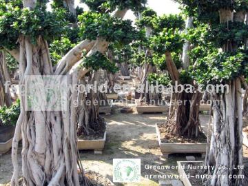 Ficus microcarpa nursery