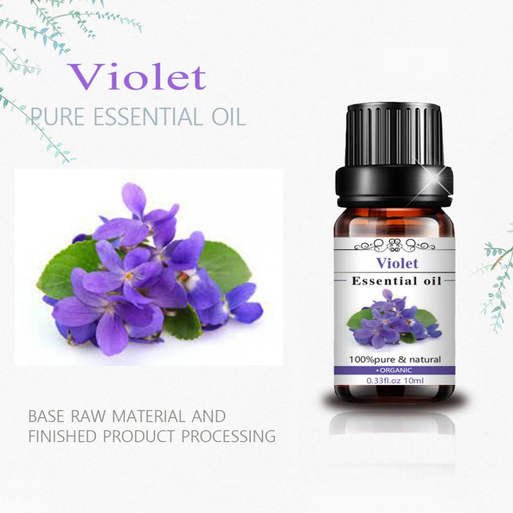 Pure Violet Essential Oil Perfume Extracto esencial orgánico