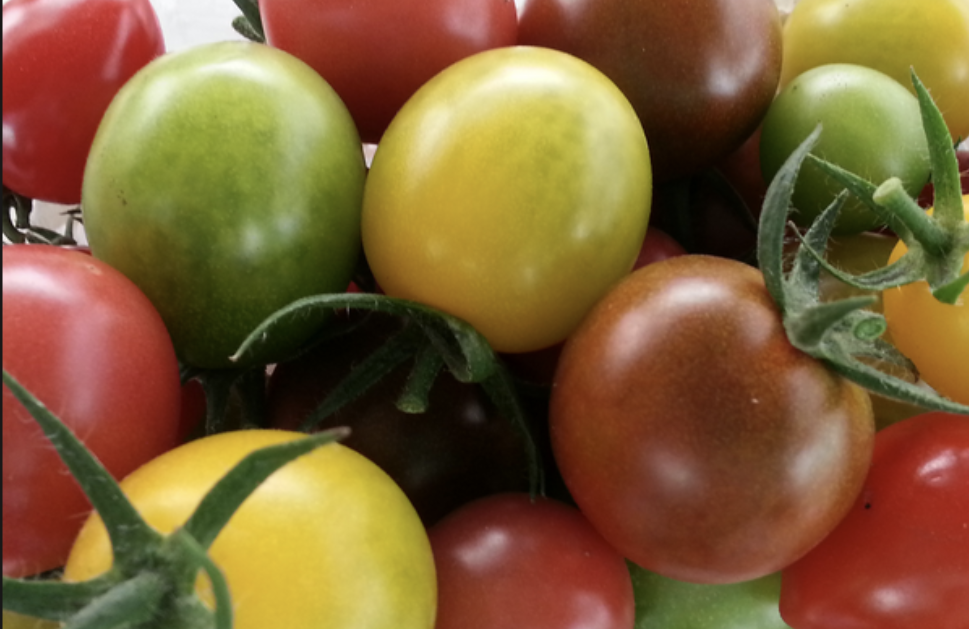 Tomato Extract Supplier