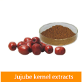 Jujube Kernel Extrato em pó de venda quente