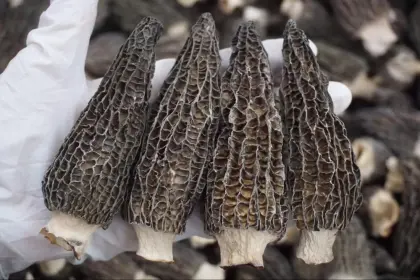 100% Wild Morel mushroom/fresh morel/morchella esculenta