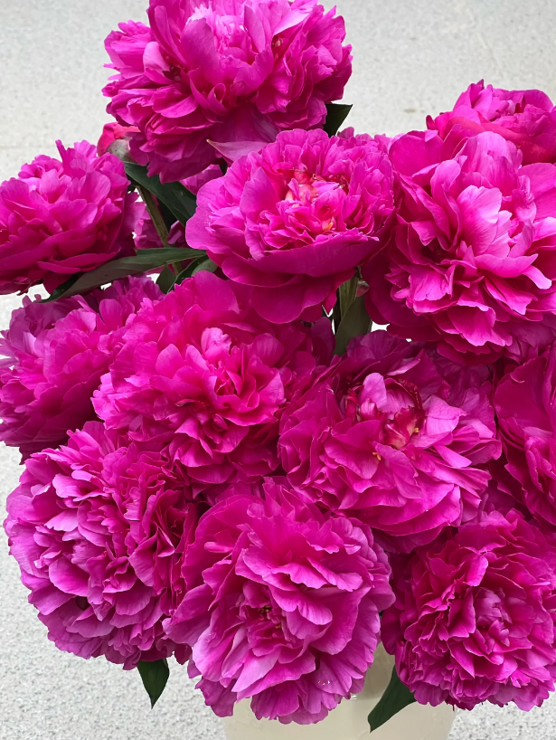 Red Fuji Herbaceous Peony