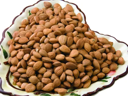 Apricot Kernels Almond Nuts