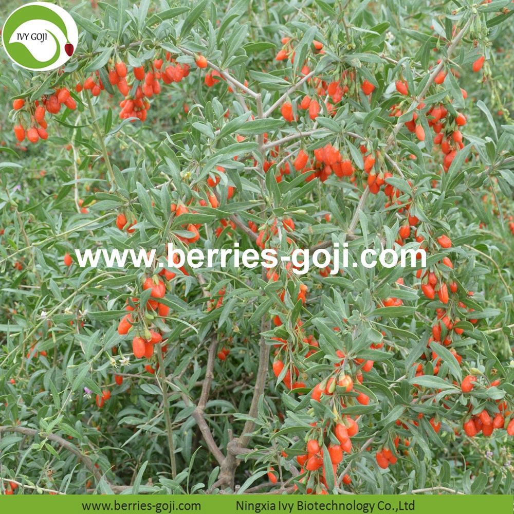 Low Pesticide Goji Berries