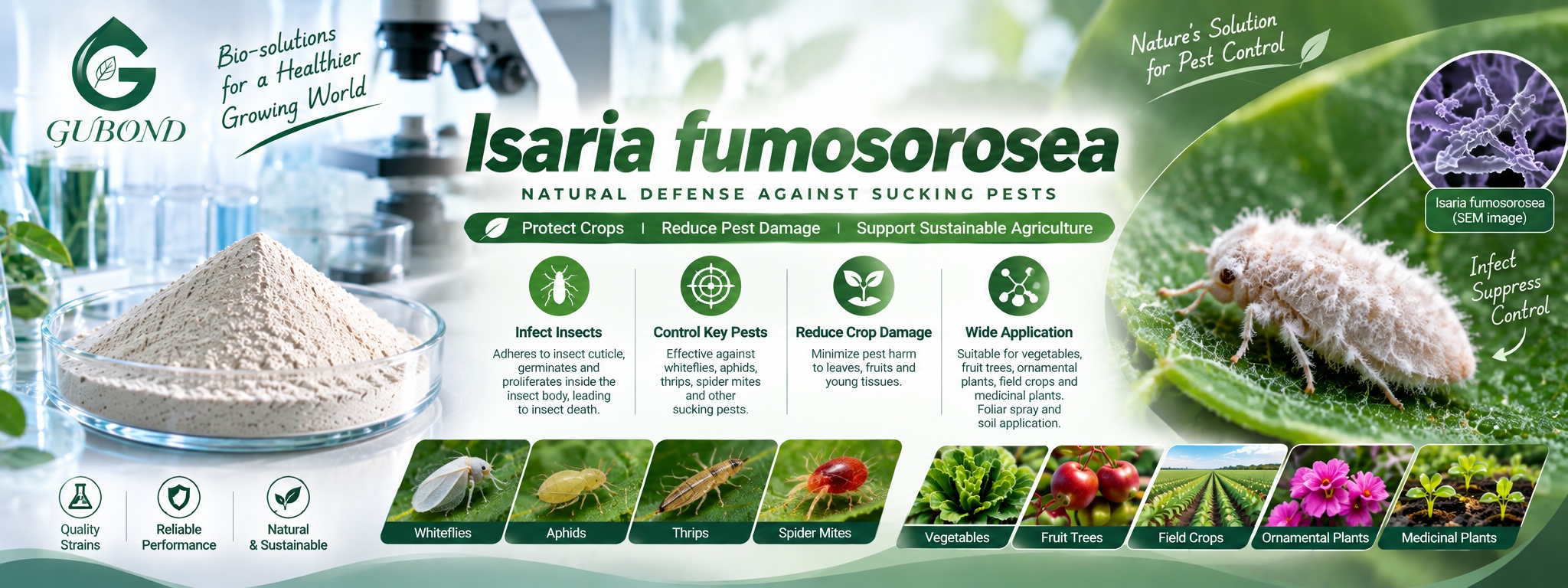 Isaria fumosorosea