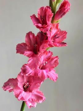 Φρέσκα κομμένα μωβ σύννεφα λουλούδια Gladiolus