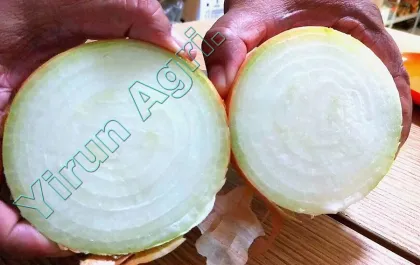 Fresh Onions of All Sizes