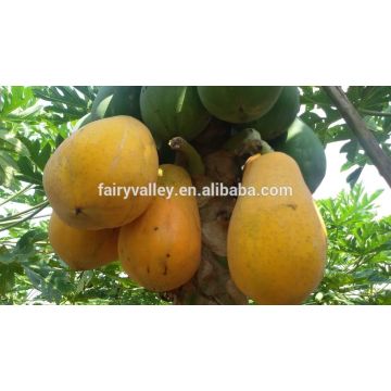 Sale High germination Chaenomeles sinensis seeds papaya seeds fruit tree seeds for planting