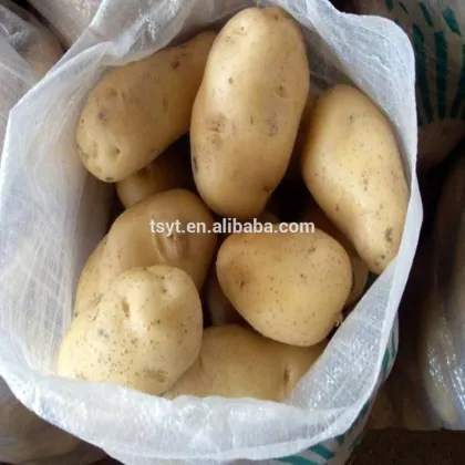 Fresh Potato From 2015 Autumn Crop