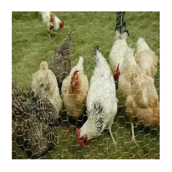 Chicken Wire Mesh - Huihuang Factory (Manufacturer in Dingzhou)