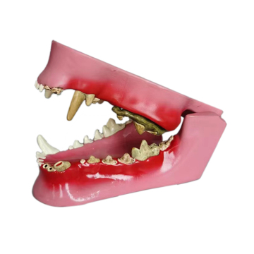 Direct Factory Science Science Science Dog Dog Dog Anatomical Teeth