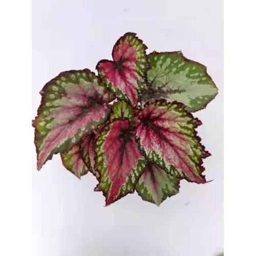 Begonia 8 plantas vivas al aire libre