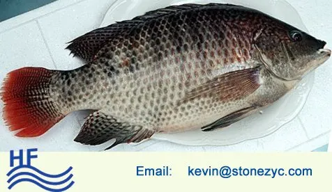 Seafood tilapia fish