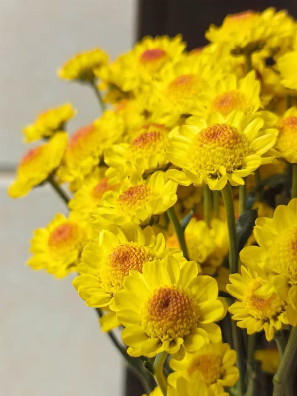 Sunny chrysanthemum1