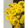 রৌদ্রোজ্জ্বল হলুদ স্প্রে chrysanthemum