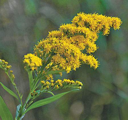 Goldenrod Flower Extract