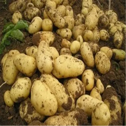 Fresh Potatoes Eco-Virus-Free Holland Potato