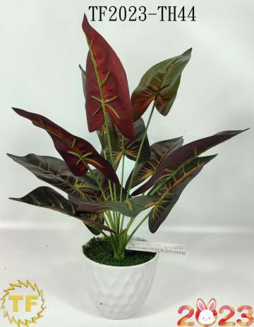 46cm Caladium leaf x 12 with plastic Pot