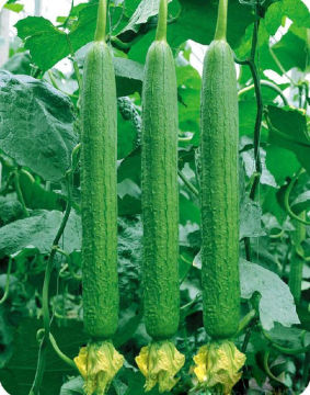 Vegetable Seeds-Hybrid F1 Luffa Seeds High Disease Resistance Luffa Sponge Seeds/Loofah Seeds