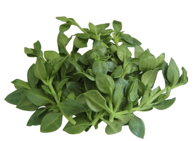 Andrographolide Powder