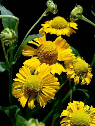 Oil Painting Daisy spray chrysanthemum