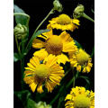 তেল পেইন্টিং ডেইজি স্প্রে chrysanthemum