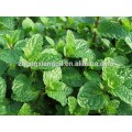 Pure peppermint essential oil