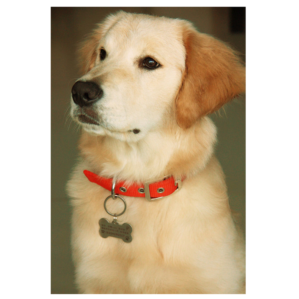 Bone Shaped Metal Identity Name Tag Dog Medallion