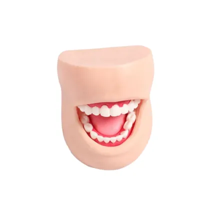 DARHMMY Realistic Dental Care Healthcare Model for Oral Medical Science Training