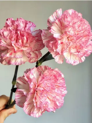 Happy hour single-headed carnation