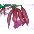 High quality potato powder price