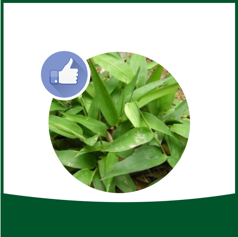 Lophatherum Herb Extract powder