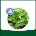 Lophatherum Herb Extract powder