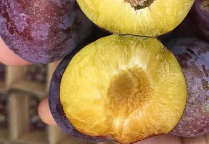 Delicious fruits south shore ky