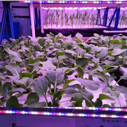 Weixinli T8 LED Grow Lamp for Horticulture and Greenhouse Plant Lighting