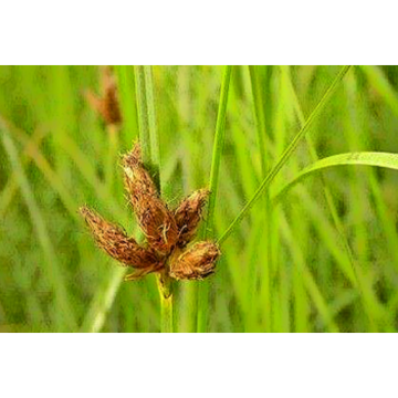 Rhizoma Sparganii Extract Sparganium Stoloniferum Extract