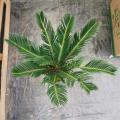 Cycas Tree Cycas revoluta 140#AA for sale Manufactory