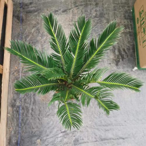 cycas revoluta rootball with leaves