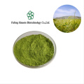 Organic Highland Barley Grass Powder for Nutrient-Rich Smoothies