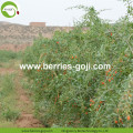 Sale Anti Cancer Nutrition Conventional Goji Berries