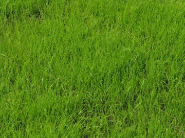 สนามกอล์ฟ Zoysia Grass
