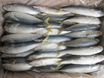 Blue Pacific Mackerel /Scomber Japonicus