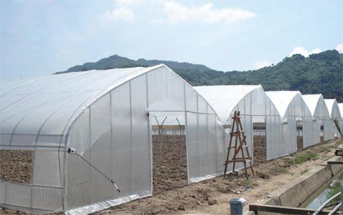 Agriculture Multi Span Film Greenhouse